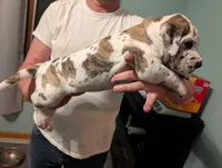 Typhoon , a male Great Dane for sale in Perrysville, OH – 6 of 10