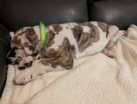 Typhoon , a male Great Dane for sale in Perrysville, OH – 7 of 10