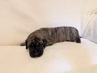 Marina , a female Great Dane for sale in Perrysville, OH – 4 of 7