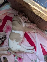 Serene , a female Great Dane for sale in Perrysville, OH – 4 of 9