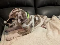 Typhoon , a male Great Dane for sale in Perrysville, OH – 5 of 10