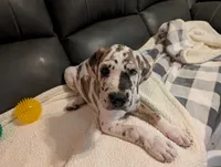 Typhoon , a male Great Dane for sale in Perrysville, OH – 3 of 10