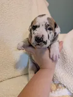 Serene , a female Great Dane for sale in Perrysville, OH – 3 of 9