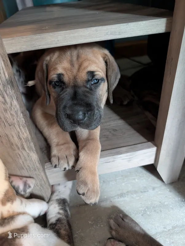 Breeze  – Great Dane puppy for sale in Perrysville, OH