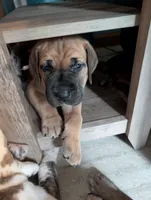 Breeze , a female Great Dane for sale in Perrysville, OH – 1 of 1