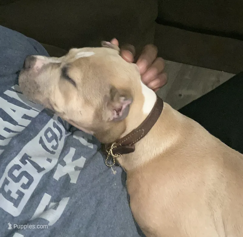 Majesty – American Bully puppy for sale in San Antonio, TX