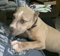 Majesty, a female American Bully for sale in San Antonio, TX – 3 of 8