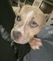 Majesty, a female American Bully for sale in San Antonio, TX – 5 of 8