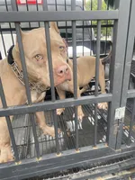 Majesty, a female American Bully for sale in San Antonio, TX – 6 of 8
