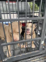Majesty, a female American Bully for sale in San Antonio, TX – 7 of 8