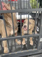 Majesty, a female American Bully for sale in San Antonio, TX – 8 of 8