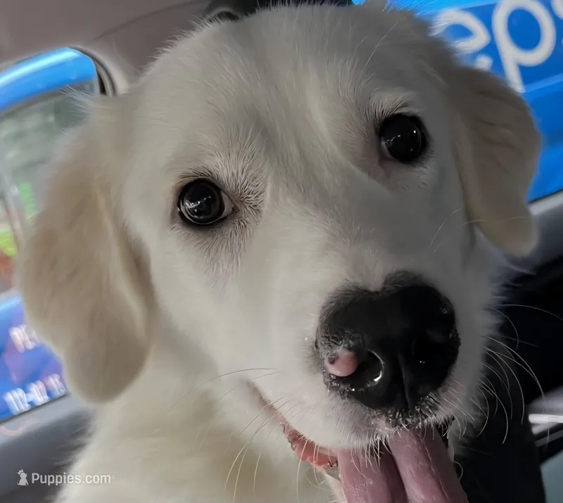 *Trained Yearling* / "Aspen"