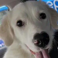 *Trained Yearling* / "Aspen", a female Caucasian Ovcharka and Maremma Sheepdog for sale in Winchester, VA – 1 of 1