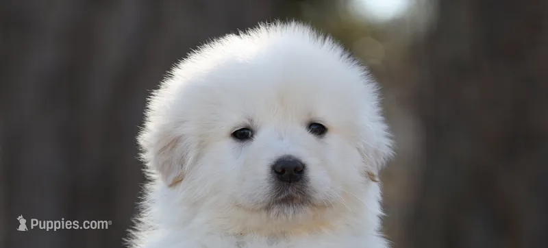 Blue Collar / Bowser