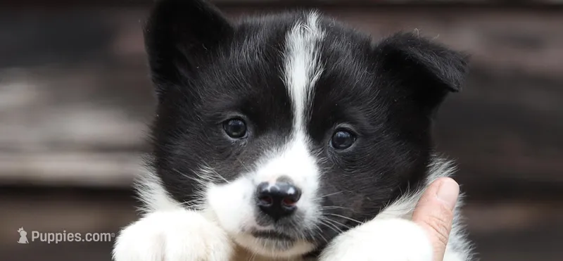 Thor – Karelian Bear Dog puppy for sale in Winchester, VA