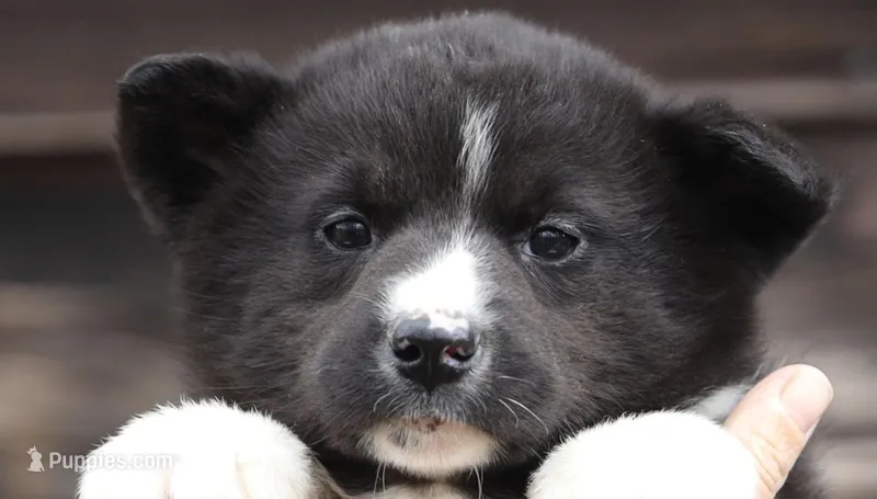 Ragnar – Karelian Bear Dog puppy for sale in Winchester, VA