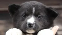 Ragnar, a male Karelian Bear Dog for sale in Winchester, VA – 1 of 1