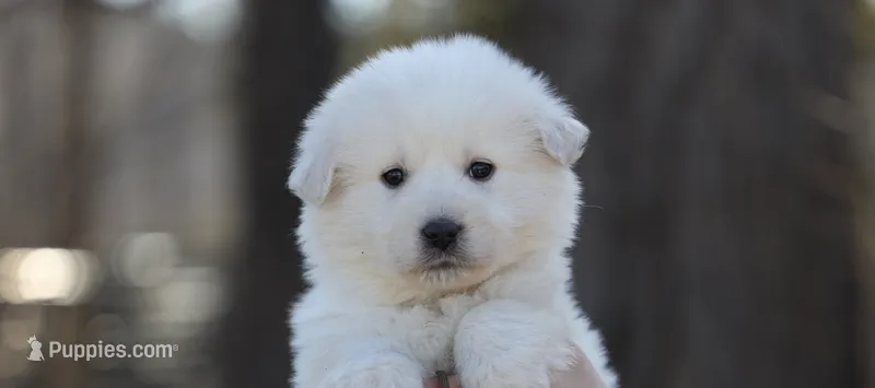 Brown Collar / Ralphie