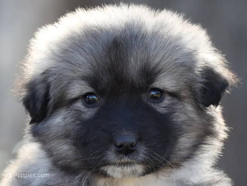 Aqua Collar / Winter