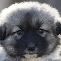 Aqua Collar / Winter, a female Caucasian Ovcharka and Maremma Sheepdog for sale in Winchester, VA – 1 of 1