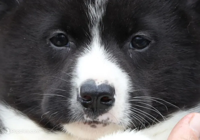 Odin – Karelian Bear Dog puppy for sale in Winchester, VA