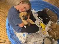 Suzy Q, a female Cane Corso for sale in Fulton, MS – 8 of 10