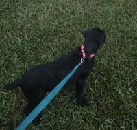 Suzy Q, a female Cane Corso for sale in Fulton, MS – 2 of 10