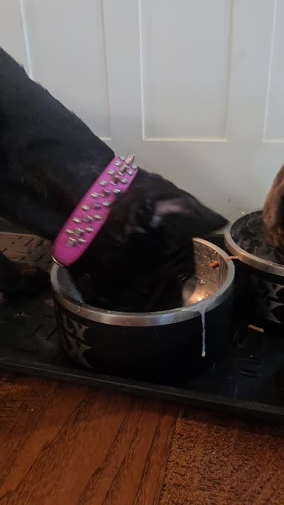 Suzy Q, a female Cane Corso for sale in Fulton, MS – 10 of 10