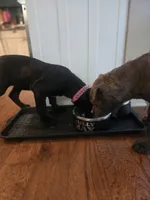 Suzy Q, a female Cane Corso for sale in Fulton, MS – 6 of 10