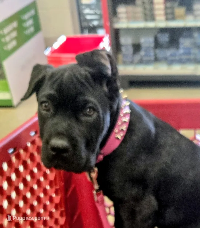 Suzy Q – Cane Corso puppy for sale in Fulton, MS