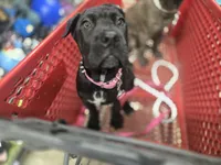 Suzy Q, a female Cane Corso for sale in Fulton, MS – 4 of 10