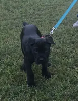 Suzy Q, a female Cane Corso for sale in Fulton, MS – 7 of 10
