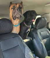 Suzy Q, a female Cane Corso for sale in Fulton, MS – 5 of 10