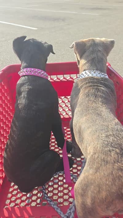 Suzy Q, a female Cane Corso for sale in Fulton, MS – 9 of 10