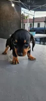 Joey mini, a male Miniature Dachshund for sale in Santa Ana, CA – 1 of 5