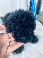 Prince, a male Poodle - Miniature  for sale in Santa Ana, CA – 2 of 2