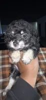 Sugar Bear, a male Maltipoo and Chihuahua for sale in Santa Ana, CA – Photo 1 of 4