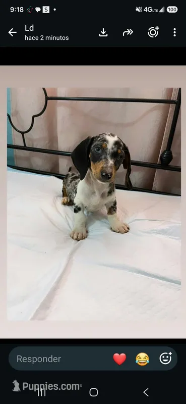 Cysco  – Dachshund puppy for sale in Santa Ana, CA