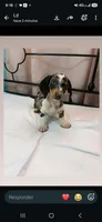 Cysco , a male Dachshund for sale in Santa Ana, CA – 1 of 4
