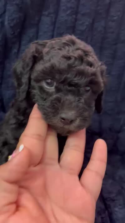 Shadow, a male Poodle - Toy  for sale in Santa Ana, CA – 3 of 3