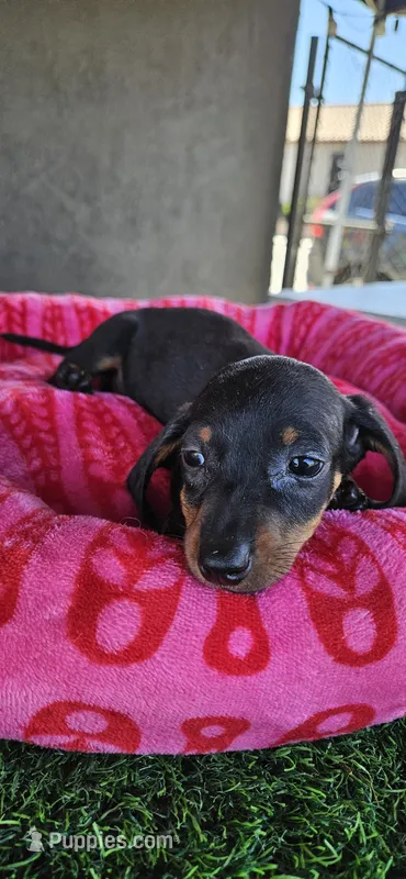 Sasha – Miniature Dachshund puppy for sale in Santa Ana, CA