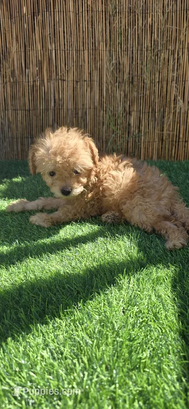 Mikey  – Maltipoo, Chihuahua puppy for sale in Santa Ana, CA