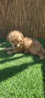 Mikey , a male Maltipoo and Chihuahua for sale in Santa Ana, CA – 1 of 6