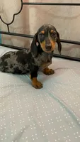 Champ, a male Dachshund for sale in Santa Ana, CA – 4 of 6