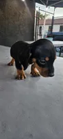 Joey mini, a male Miniature Dachshund for sale in Santa Ana, CA – 3 of 5