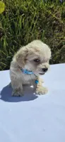 Teddy, a male Maltipoo and Yorkshire Terrier for sale in Santa Ana, CA – 4 of 5