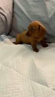 Honey, a female Miniature Dachshund for sale in Santa Ana, CA – 2 of 4