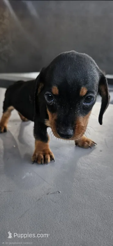 Sasha – Miniature Dachshund puppy for sale in Santa Ana, CA