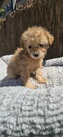Mikey , a male Maltipoo and Chihuahua for sale in Santa Ana, CA – 4 of 6