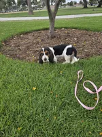 Lady , a female Basset Hound for sale in Santa Ana, CA – 5 of 5